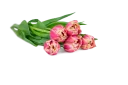 Zbyněk radí, jak na tulipány